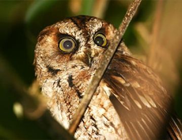 Startled owl