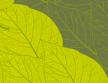 Bodleian bookbinders