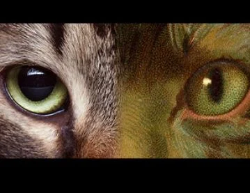 photo and painting of cat's eyes