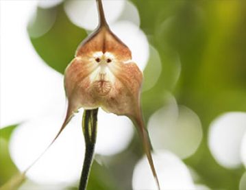 monkey-face ‘Dracula’ orchid
