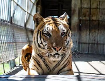 Captive tiger