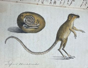 Illustration of jumping mouse