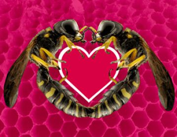 two wasps and a heart