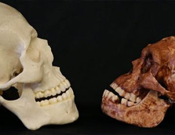 two humanoid skulls