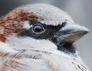 close up of bird's beak