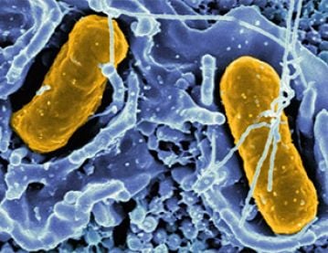 Close up biome biology