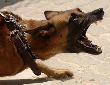 Photograph of a snarling, snapping dog