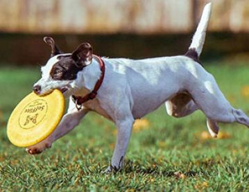 Dog with a frisbee