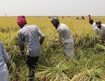 Paddy field workers