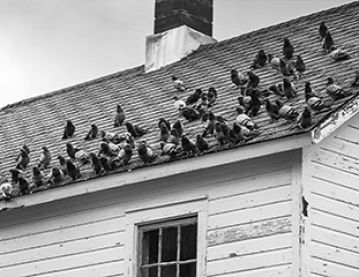 Birds on a roof