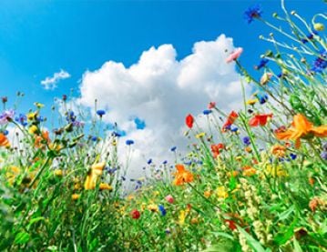Meadow flowers