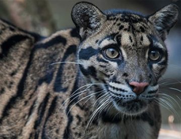 Clouded leopard