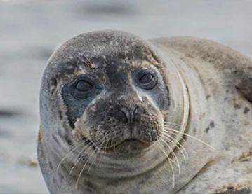 single seal