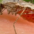  Feeding female Anopheles mosquito 