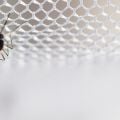 Aedes aegypti Mosquito on white mosquito wire mesh