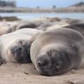 Sleeping 2-month-old northern elephant seals on the beach at Año Nuevo State Park, California. Photo by Rachel Holser. NMFS 23188.