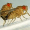 Unrelated fruit flies compete more fiercely for mates