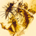 Newborn insects trapped in amber