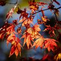 Acer tree with orange leaves