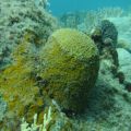 Alga eating live coral