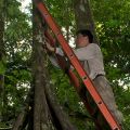 Researcher measures the diametre of one of the trees of plots soon after the drought of 2010