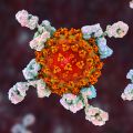 Antibodies attacking SARS‑CoV‑2