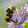 A bumblebee forages on lavender: the plant has small, narrow, tube-shaped purple flowers.