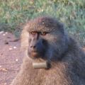 Olive baboon with GPS collar