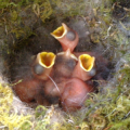 Begging great tit chicks
