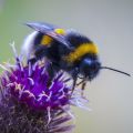 Close up of a Bombus terrestris, the buff-tailed bumblebee, feeding on a thistle-like purple flowerhead.