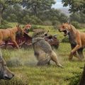 The results of this study suggest that dire wolves were more warm adapted and likely appeared more similar to dholes or South American canids with shorter, more reddish hair. They grey wolves in this image are included to show the contrast between the two