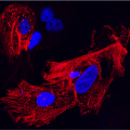 An image depicting human heart cells, which have been programmed to develop from stem cells. Muscle is highlighted in red, while cell nuclei are shown in blue.
