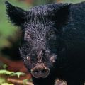 Modern feral Hawaiian pig seems to owe the black coat mainly to its Polynesian ancestors.