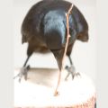 Crow with stick