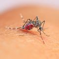 An Aedes aegypti mosquito, the insect which spreads Dengue fever. Image credit: Shutterstock.