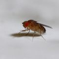 Female fruit fly