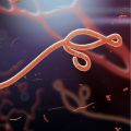 Illustration showing how the Ebola virus looks under a microscope
