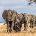 A herd of African elephants walking in single file. Image credit Shutterstock.