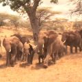 Elephants run from Samburu voices