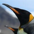 Emperor penguin close-up