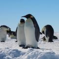 Emperor penguins at Gould Bay