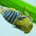 planthopper bug