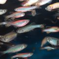 Fish genes hold key to repairing damaged hearts