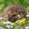 A close-up image of a hedgehog facing forwards on a lawn covered with white daisies and yellow dandelions.