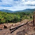 An area of tropical forest has been cleared of trees. The ground is burnt and covered in fallen tree logs. 