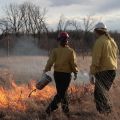 Controlled burns were used to simulate the impact of more frequent fires