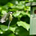 Great tit returning with a caterpillar