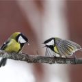 Birds choose their neighbours based on personality