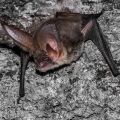 A bat with very large ears, perched on a rock face.