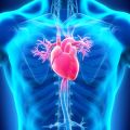 Antibody genes influence forgotten heart disease